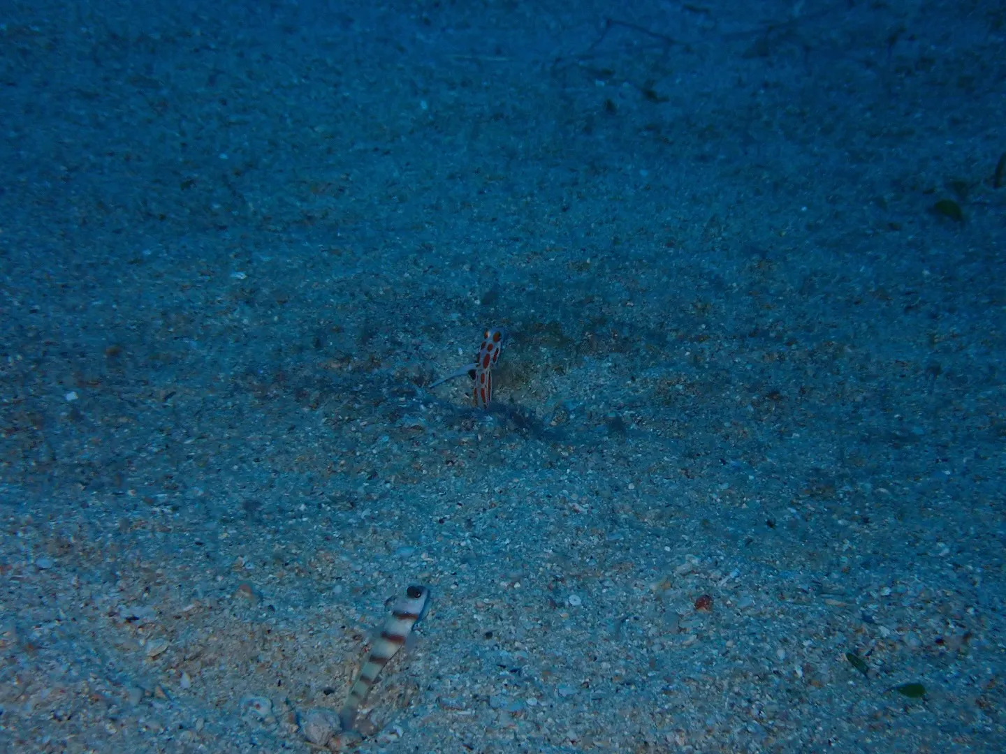 先日は新しいエリアの開拓で