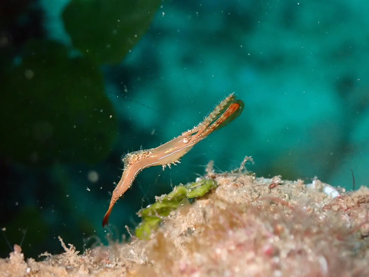 マクロダイビング