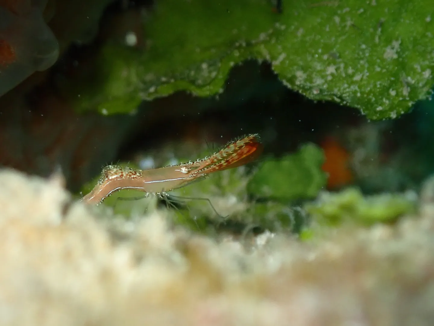 マクロダイビング