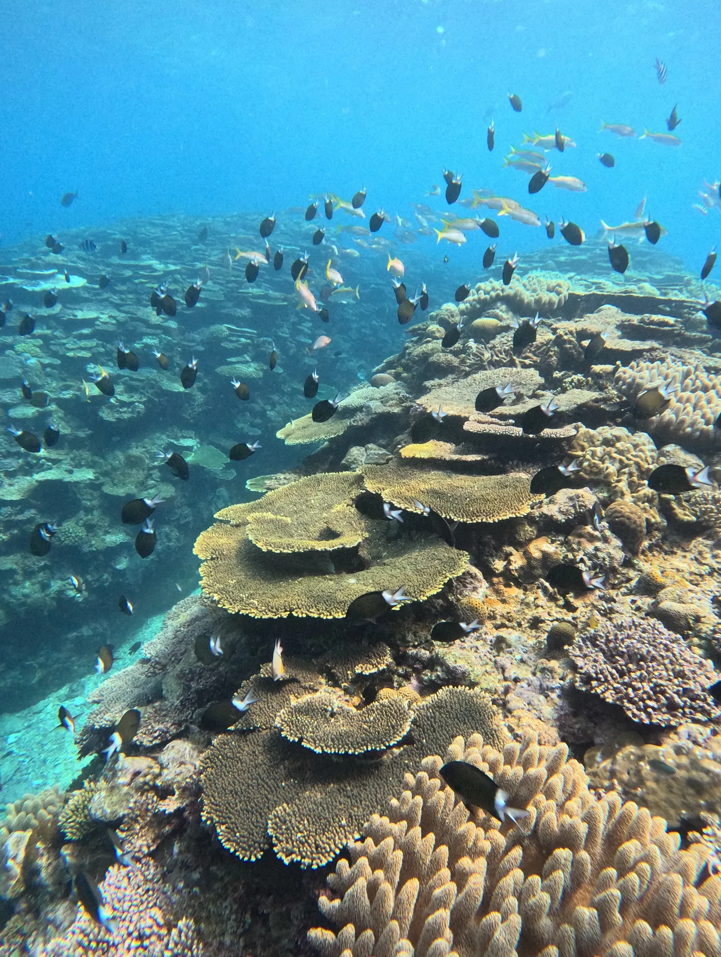 瀬底島ダイビング