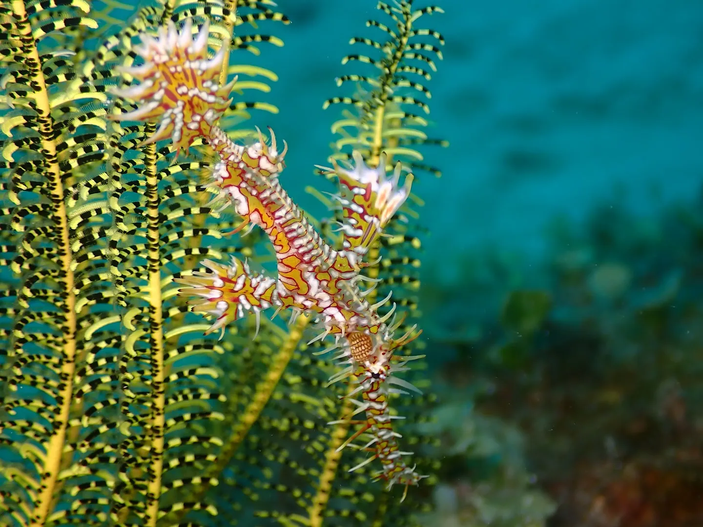 本部ダイビング