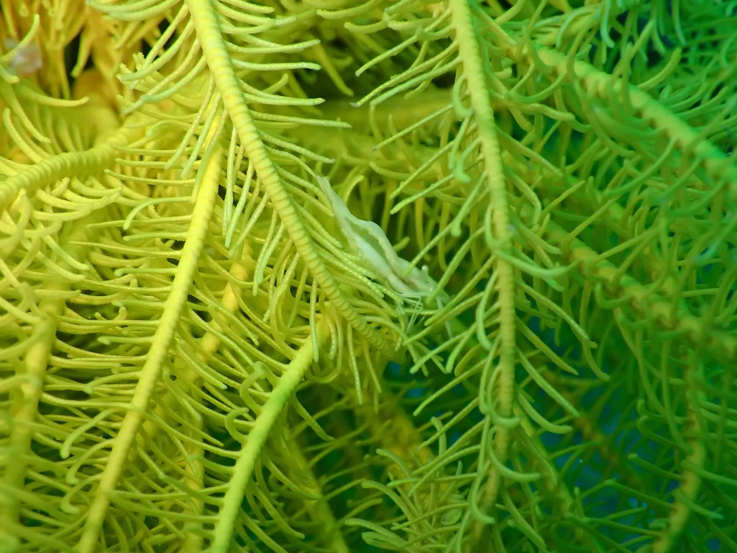 本部ダイビング