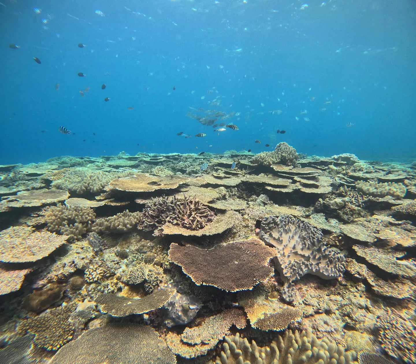 水納島&瀬底島ダイビング