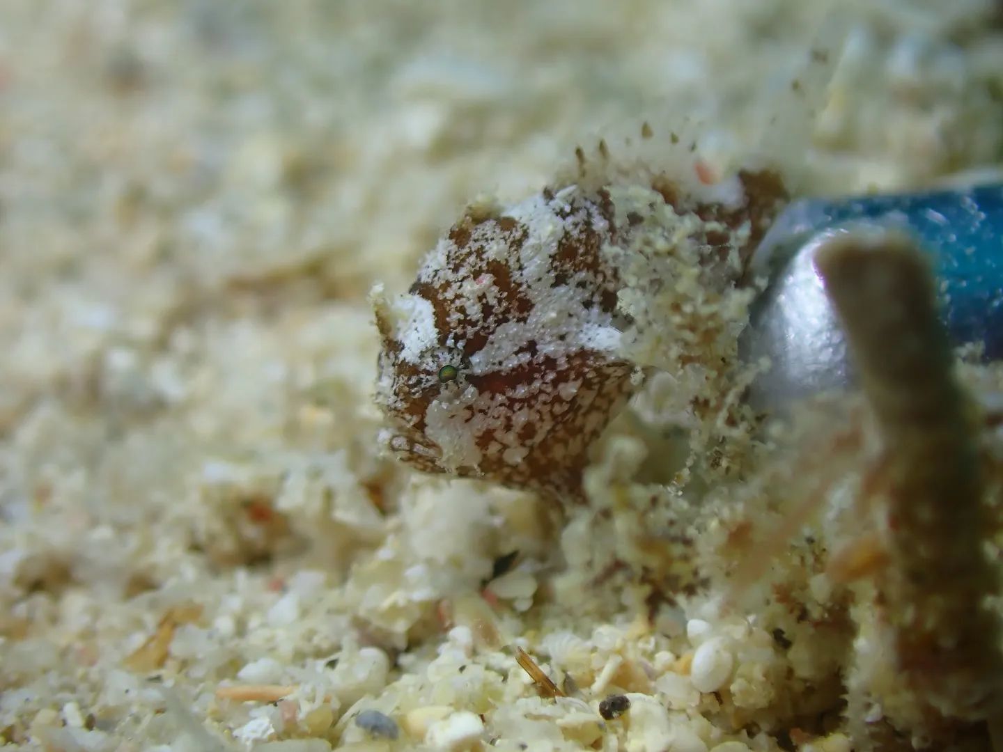 本部ダイビング