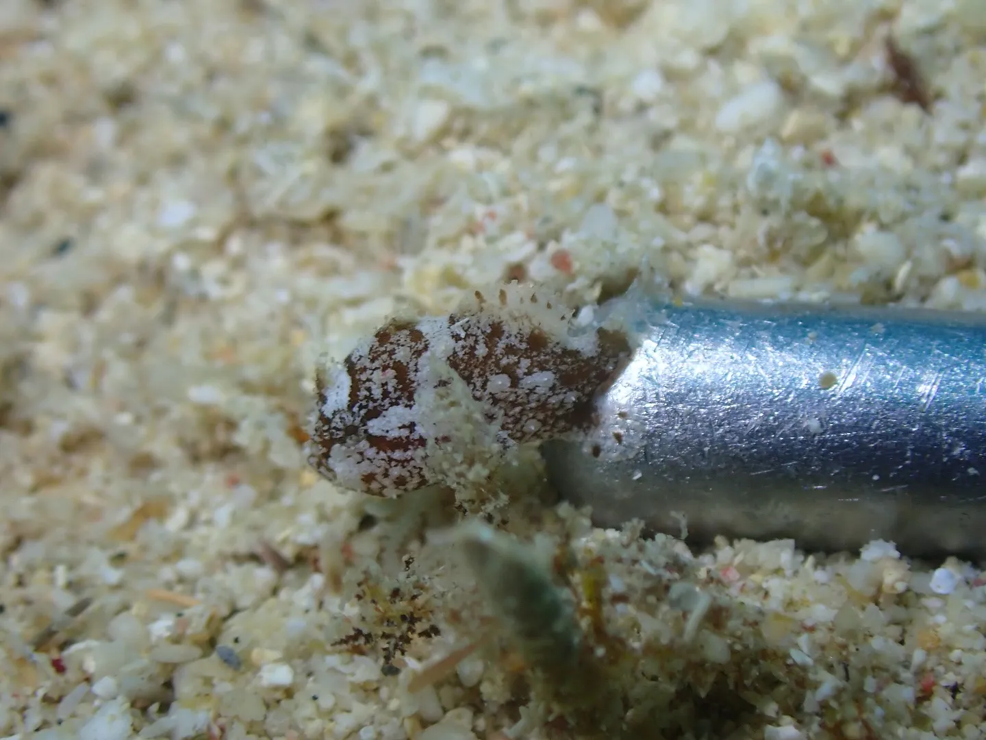 本部ダイビング