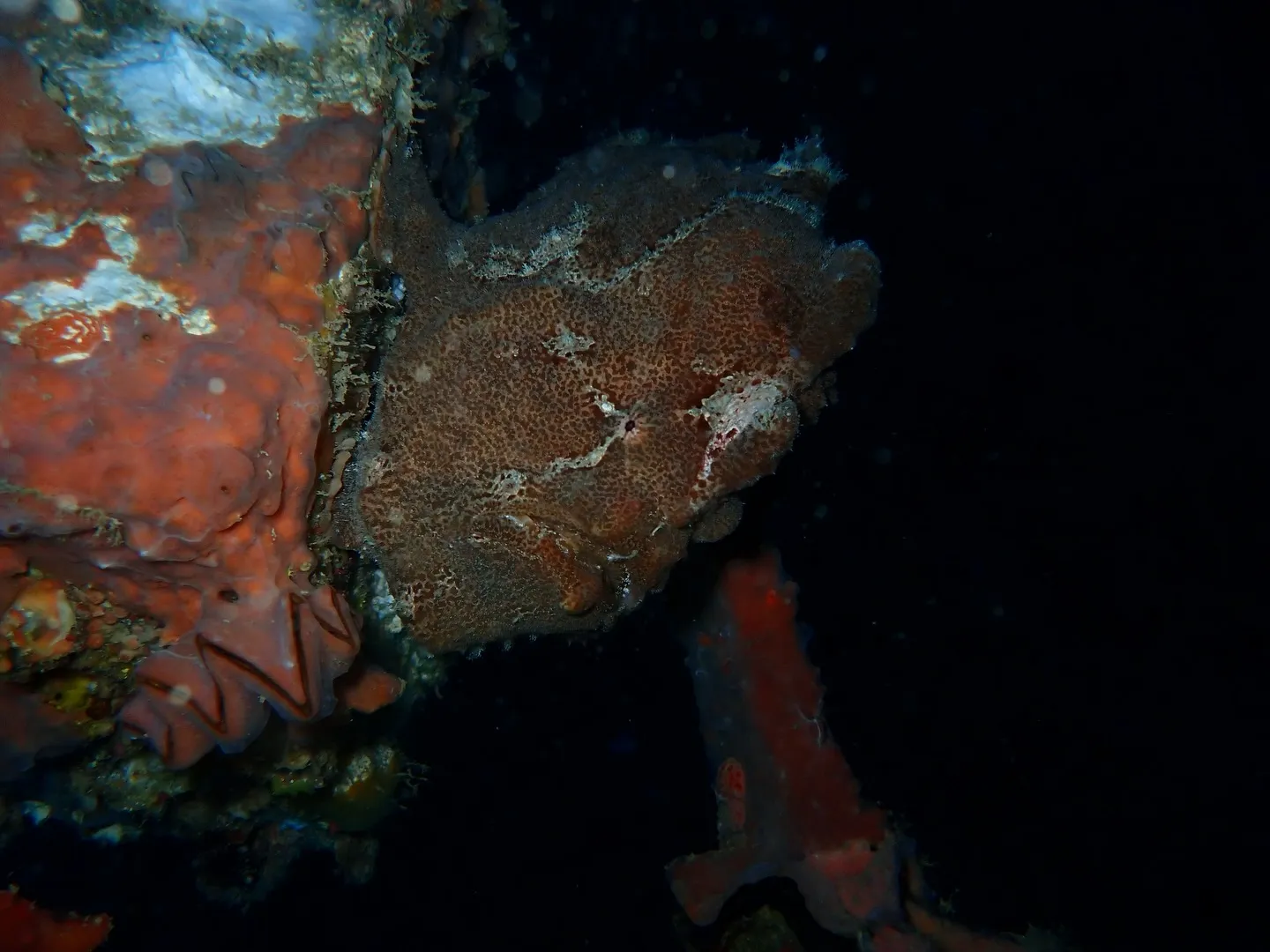 本部ダイビング