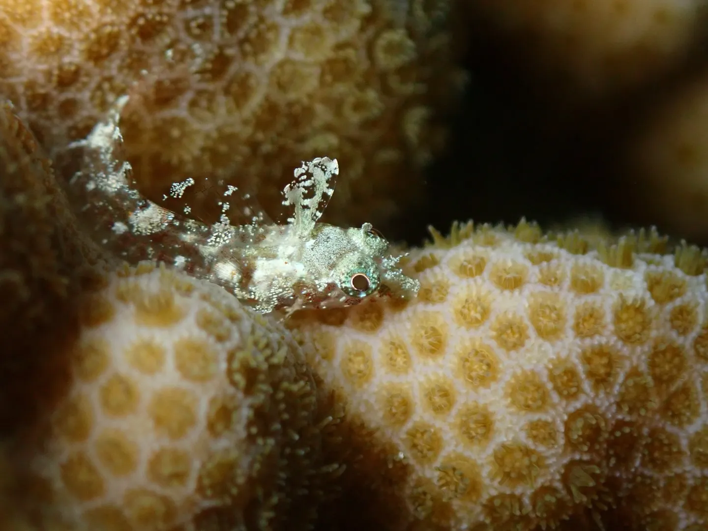 本部ダイビング