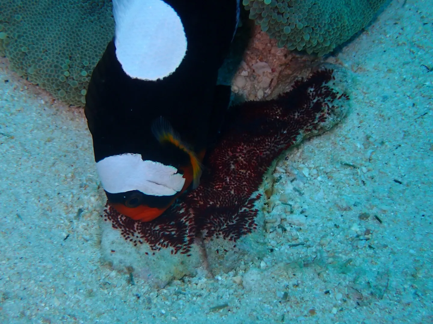 本部ダイビング