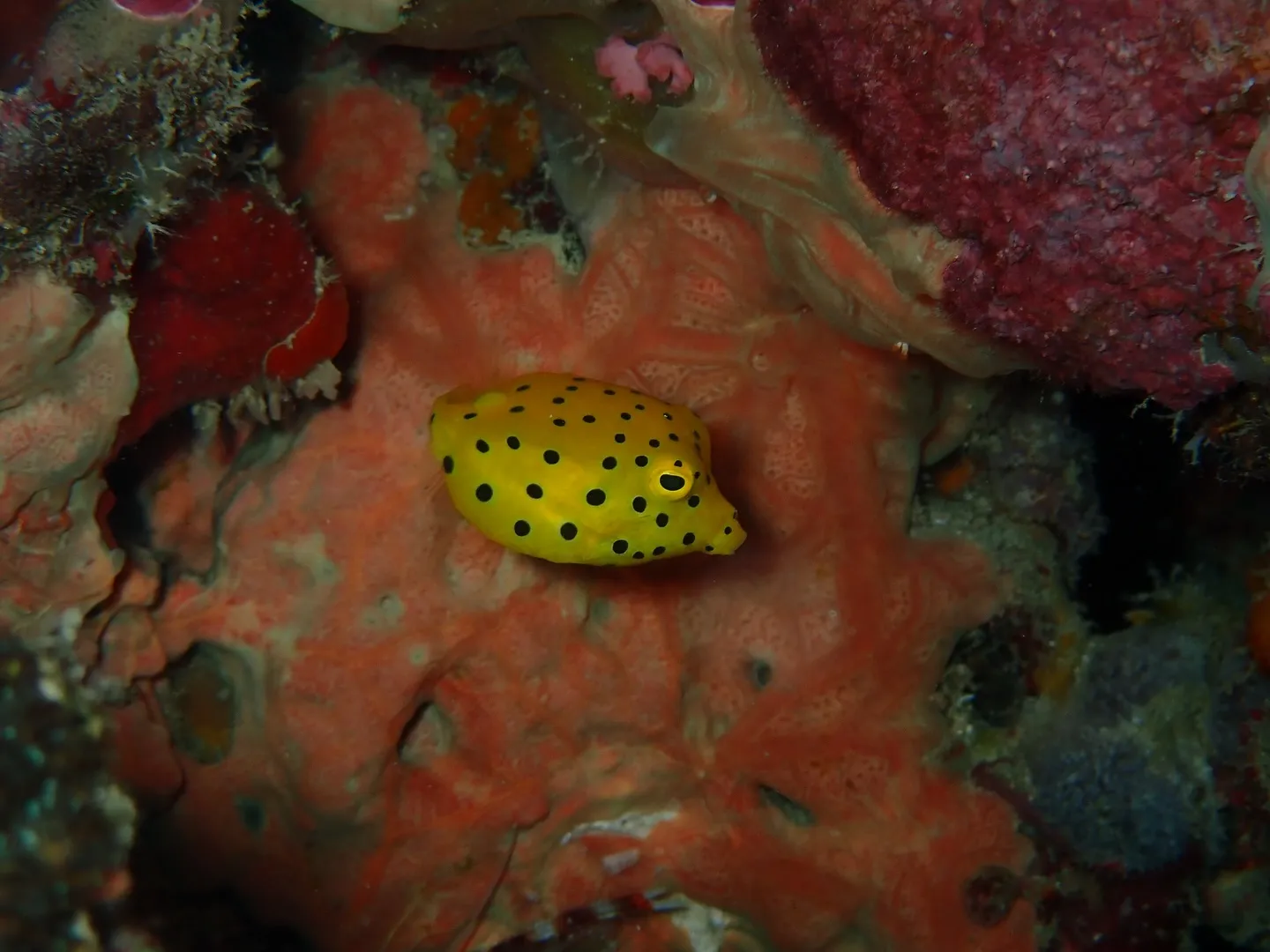 本部ダイビング