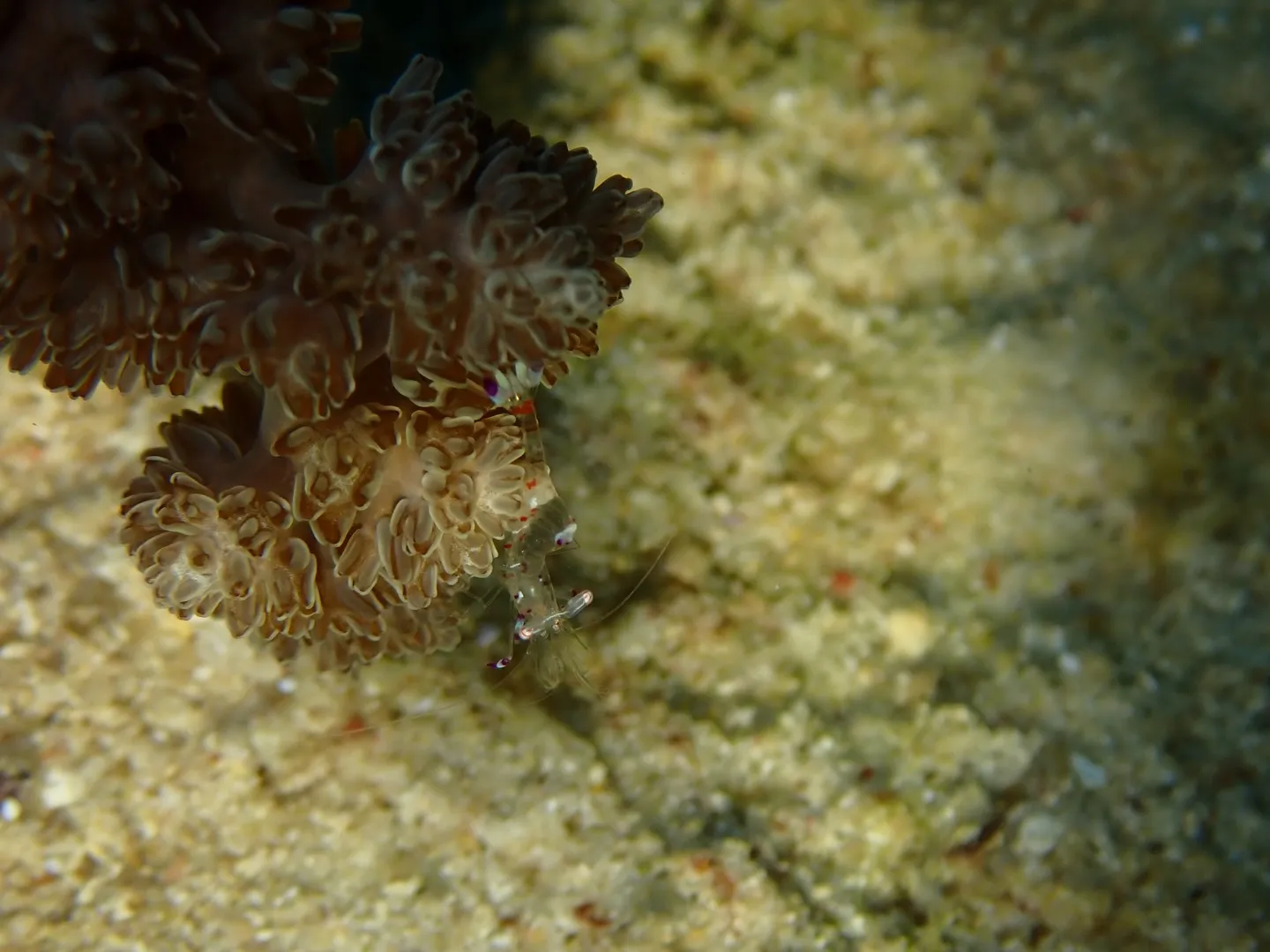 本部ダイビング