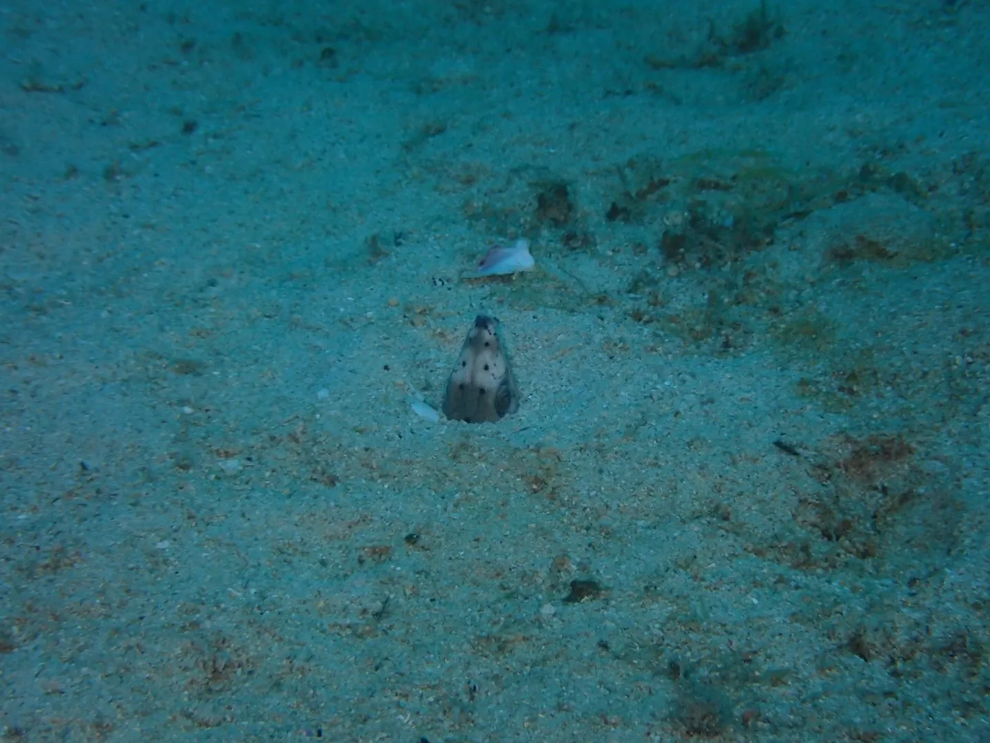 本部ダイビング