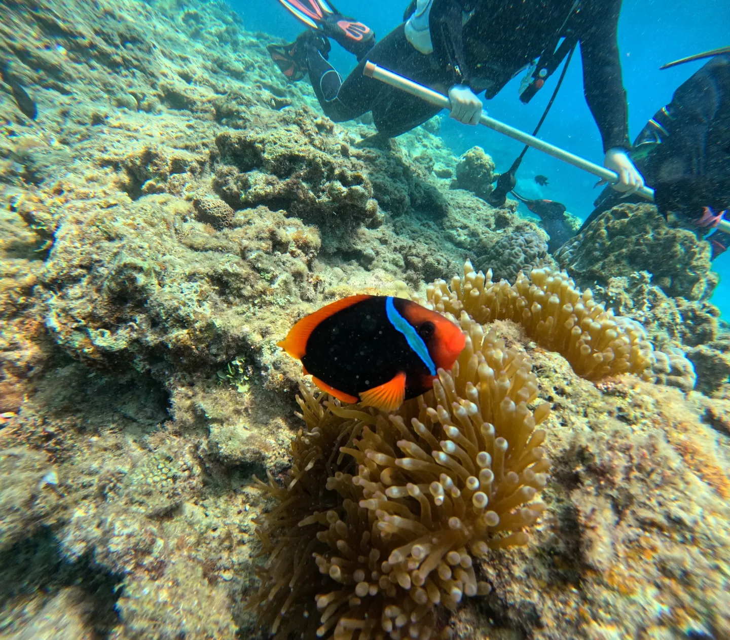 本部ダイビング