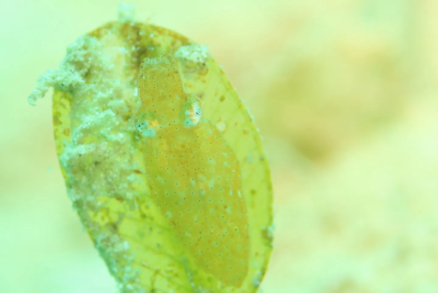 久しぶりのヒメイカ🦑