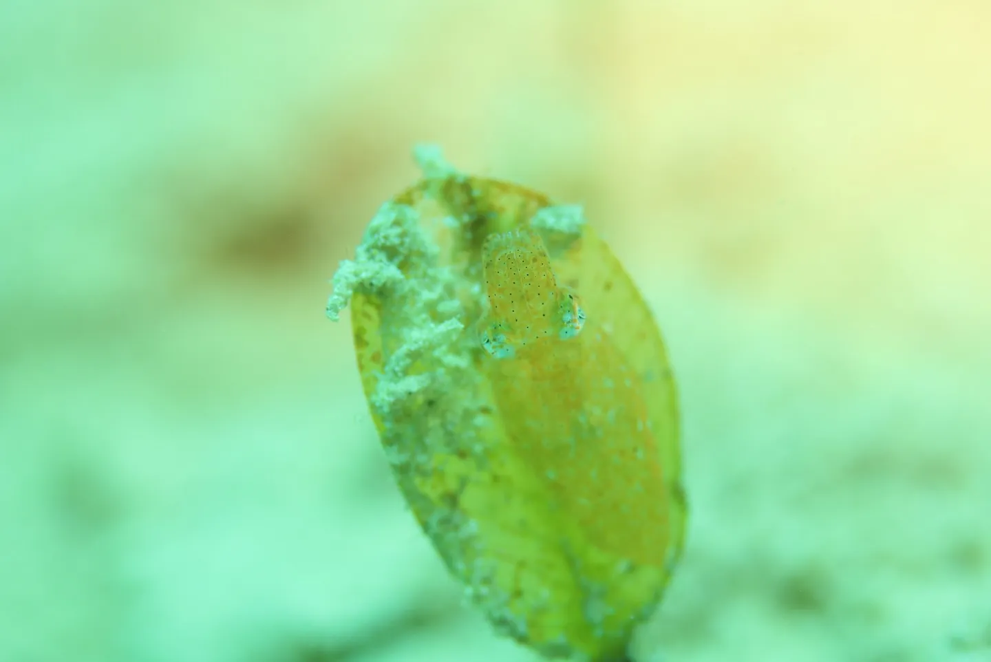 久しぶりのヒメイカ🦑