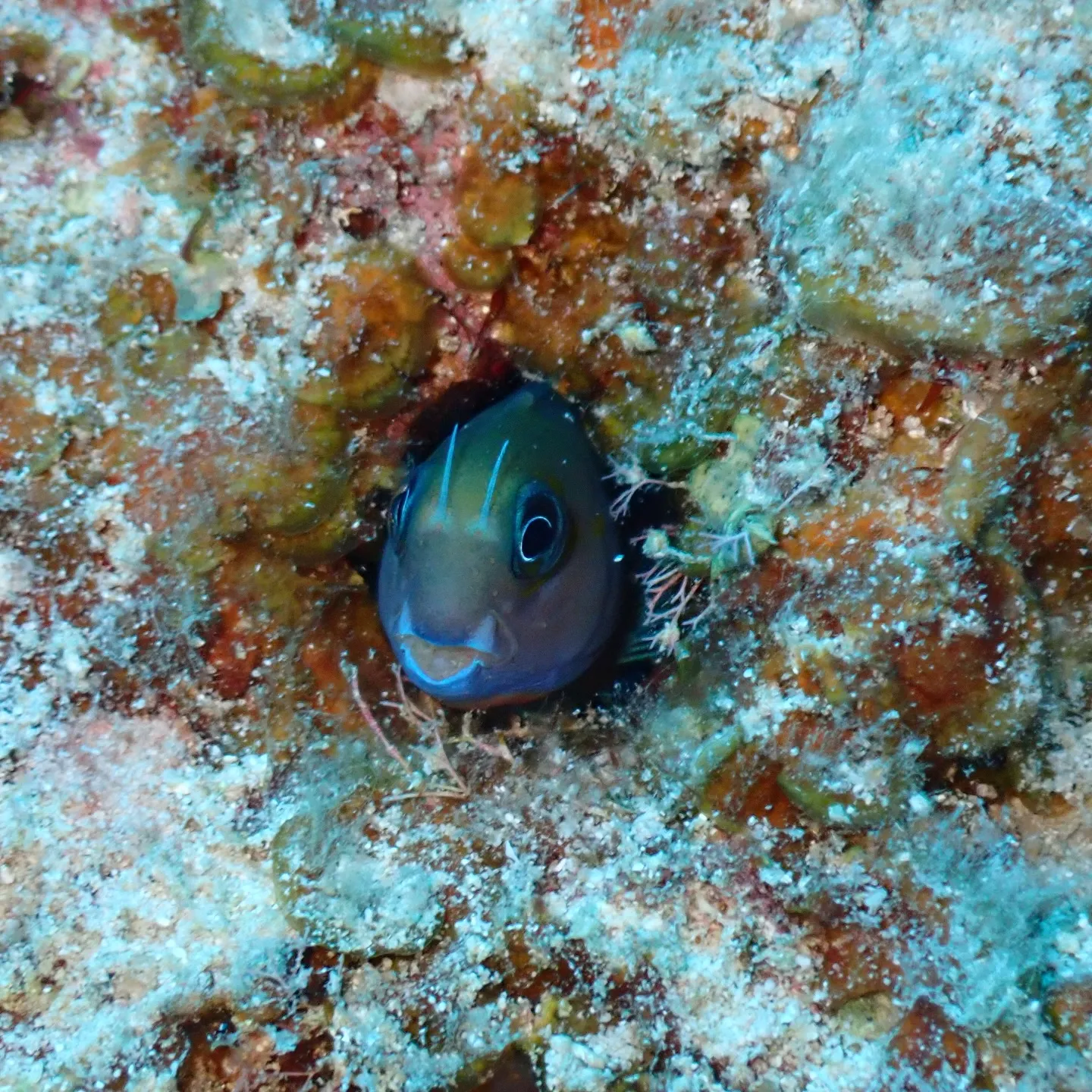 水納島ダイビング