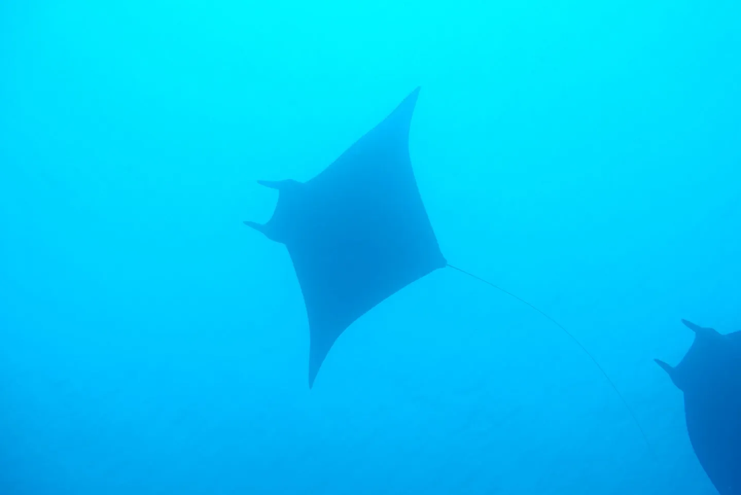水納島ダイビング