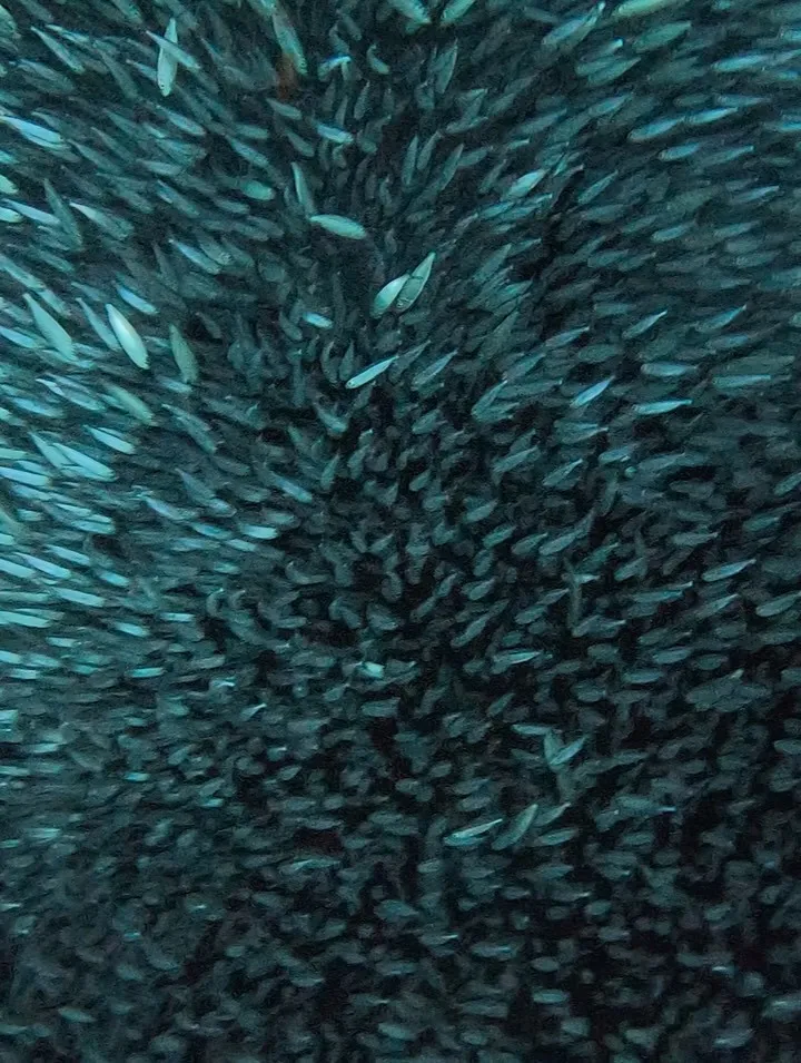 ゴリラチョップダイビング　