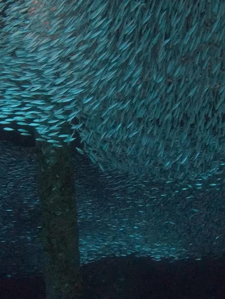 新年1発目は体験ダイビングから🤿