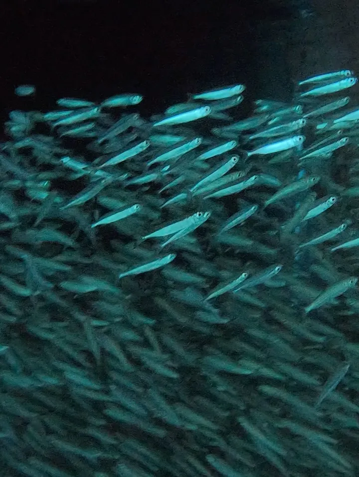 ゴリチョスキンダイビング