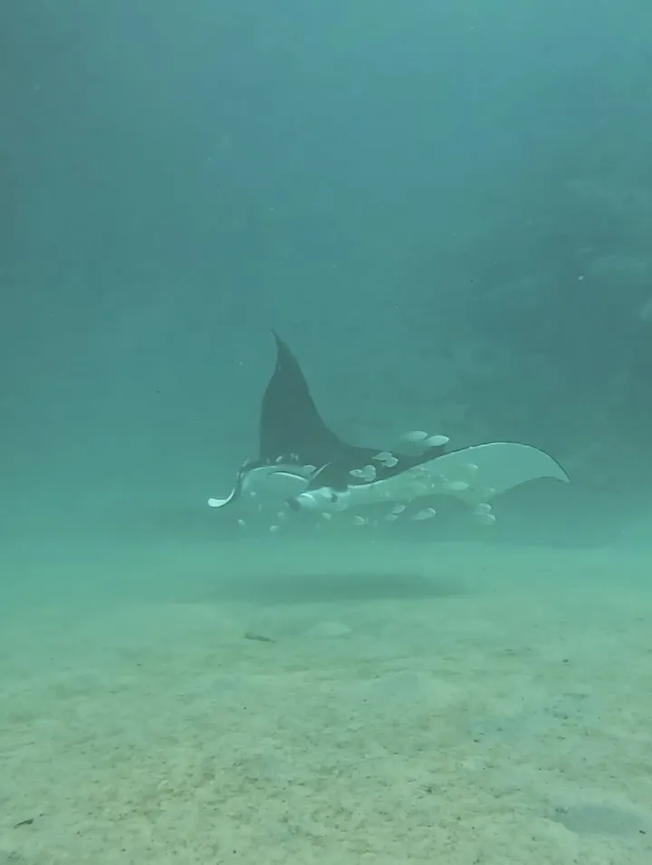 ゴリラチョップダイビング