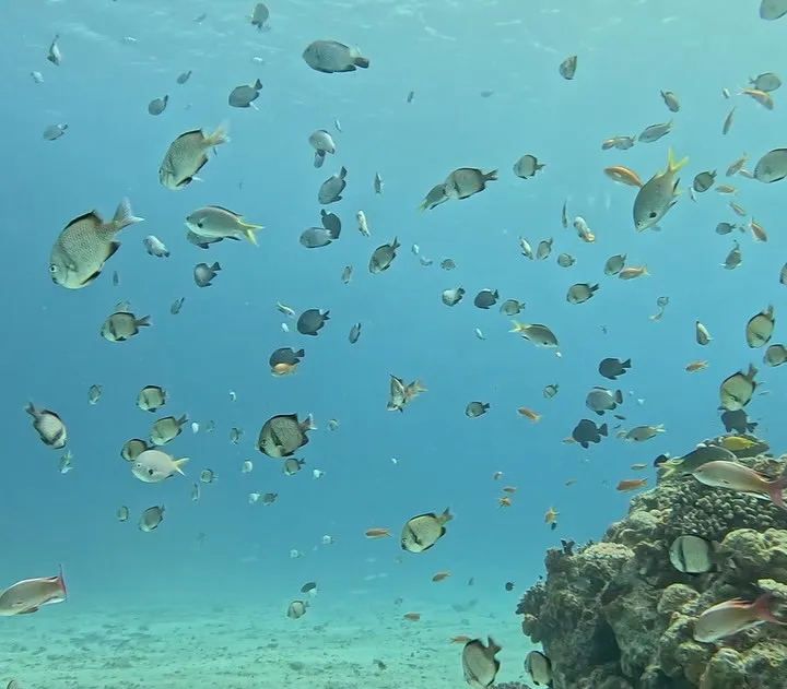 水納島ダイビング