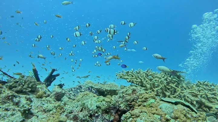 水納島ダイビング