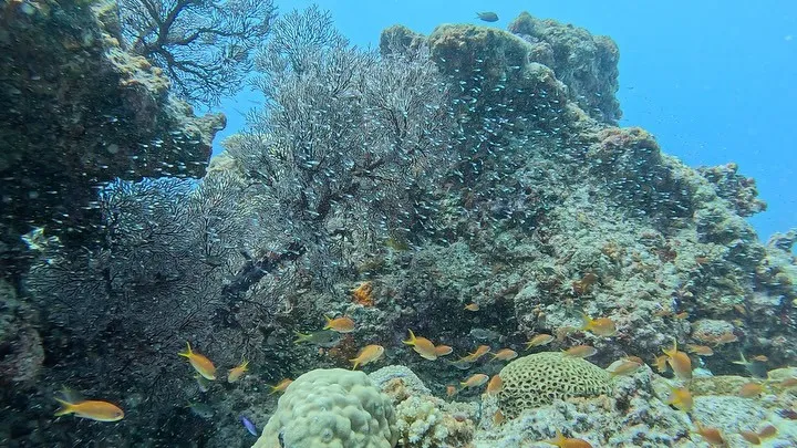 水納島ダイビング
